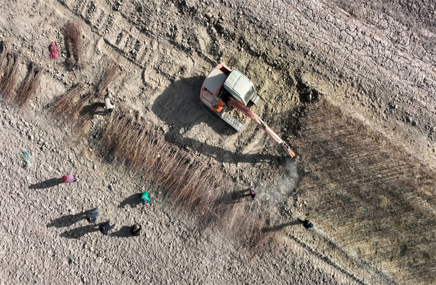 Saplings prepared, transported to clients in southern Xinjiang during season of afforestation