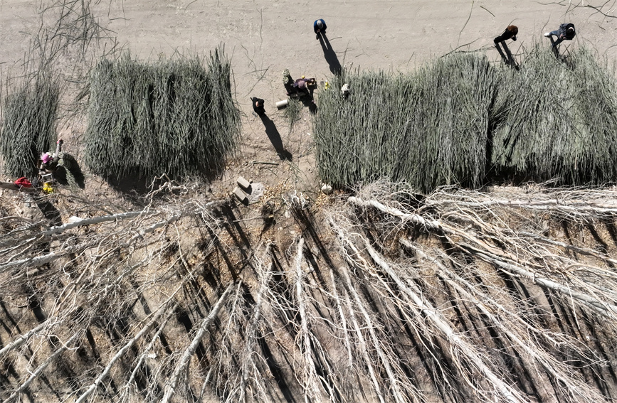 Saplings prepared, transported to clients in southern Xinjiang during season of afforestation