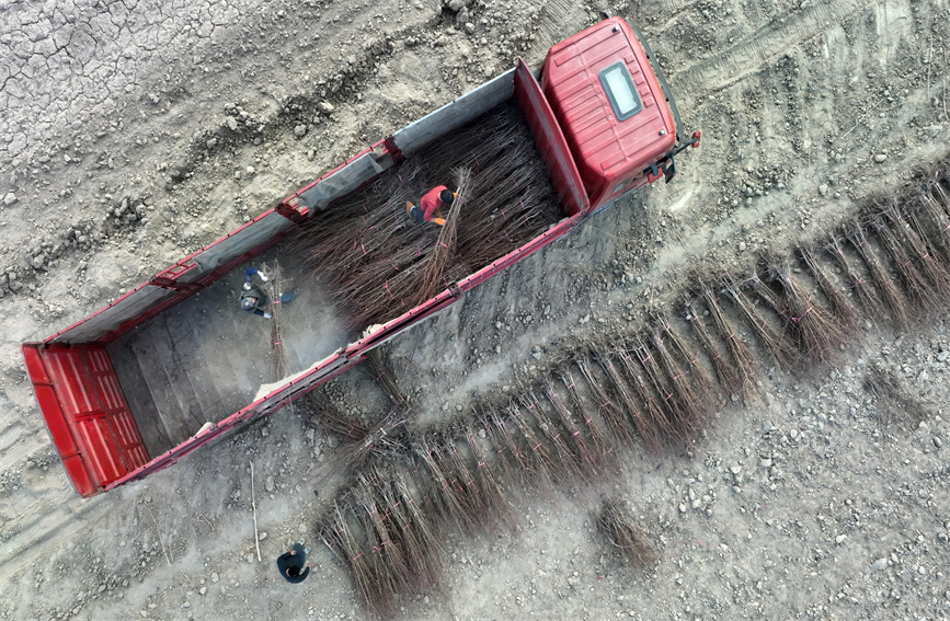 Saplings prepared, transported to clients in southern Xinjiang during season of afforestation