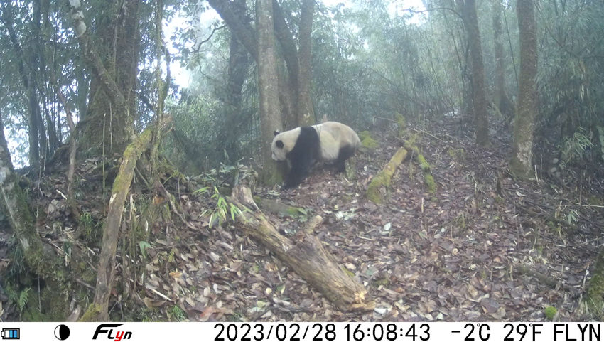 Wild giant pandas caught on camera in SW China's Sichuan