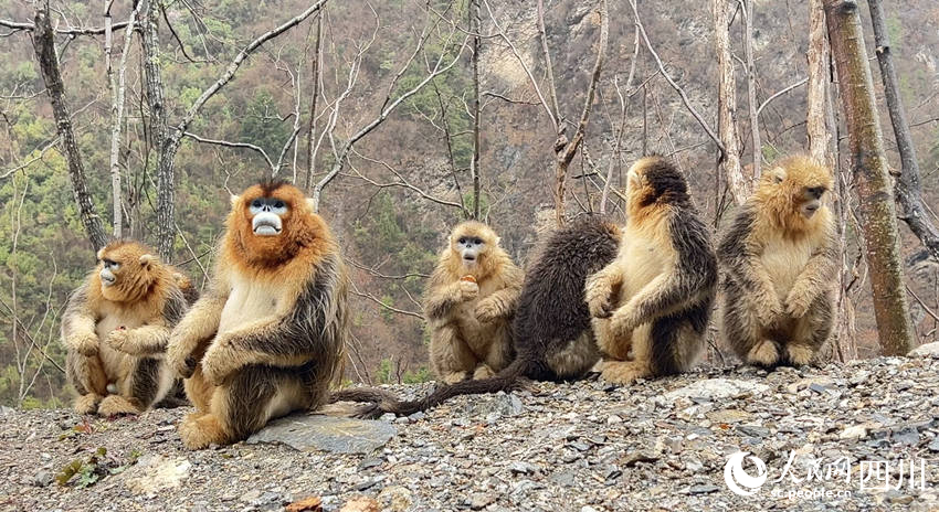 Golden snub-nosed monkeys interact with police officers in SW China’s Sichuan