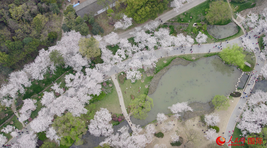 Cherry blossoms in E China’s Wuxi attract throngs of tourists