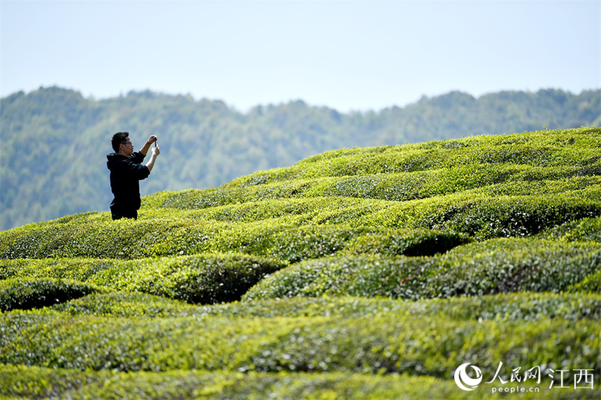 Village in E China's Jiangxi turns tea plantations into park