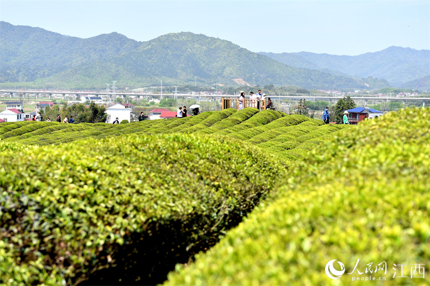 Village in E China's Jiangxi turns tea plantations into park