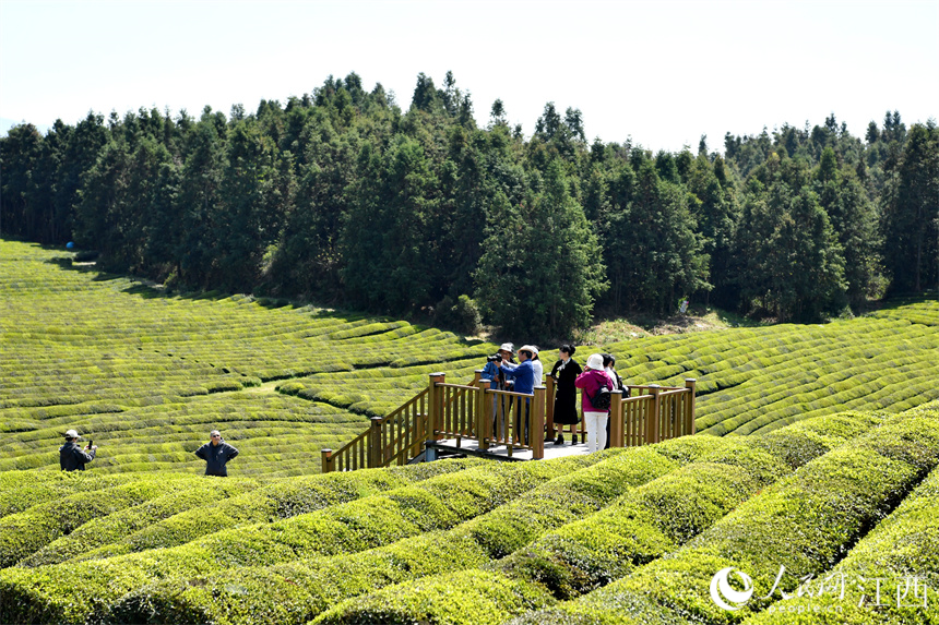 Village in E China's Jiangxi turns tea plantations into park