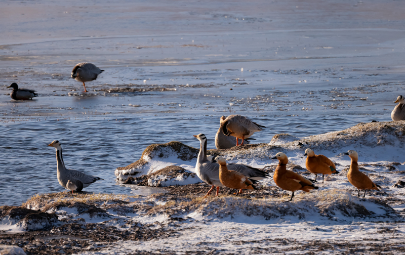 Migratory birds gather in Qilian Mountain National Park in NW China's Qinghai