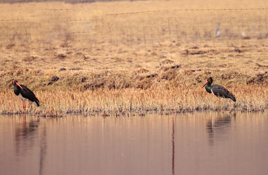 Migratory birds gather in Qilian Mountain National Park in NW China's Qinghai