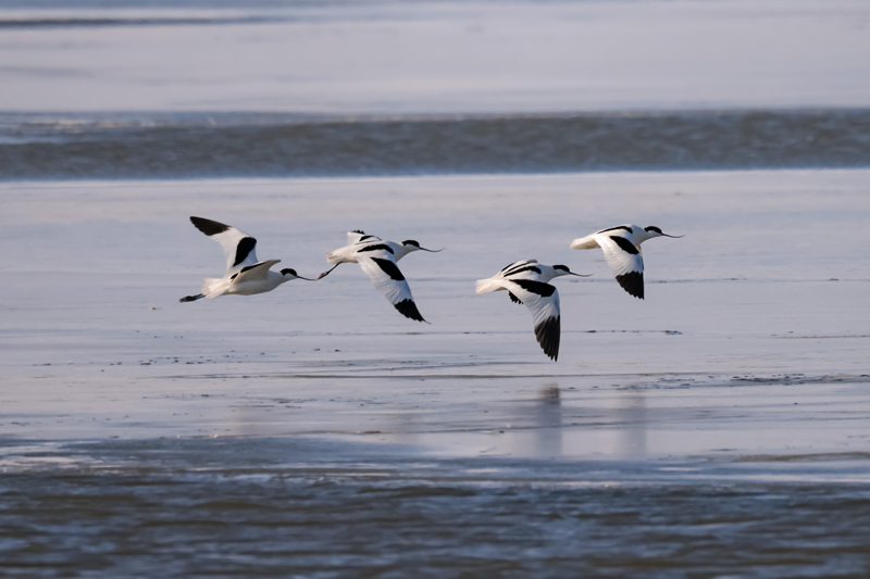 Migratory birds gather in Qilian Mountain National Park in NW China's Qinghai