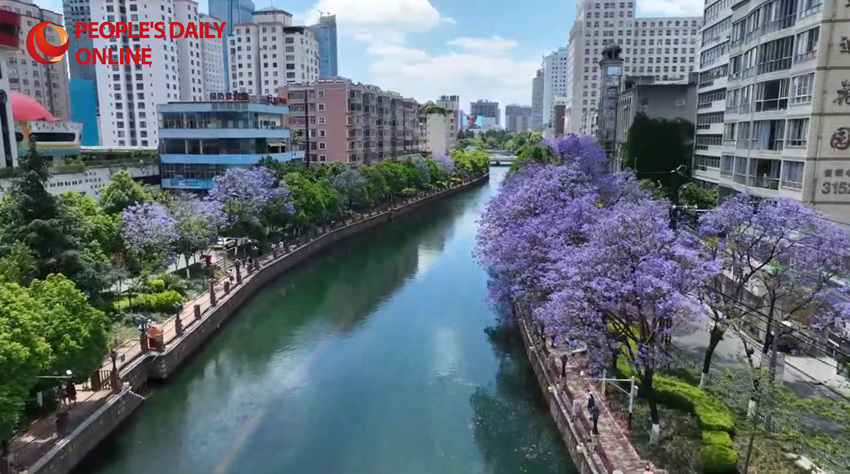 Blooming Jacaranda trees create stunning sea of purple in SW China's Yunnan