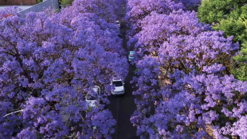 Time-lapse: the unique beauty of jacaranda blossoms in Yunnan