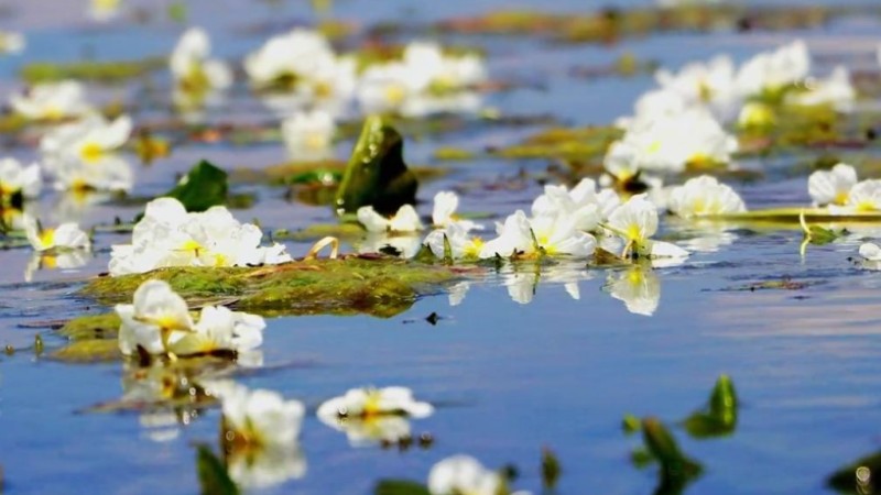 Ottelia acuminata blooms in Erhai Lake