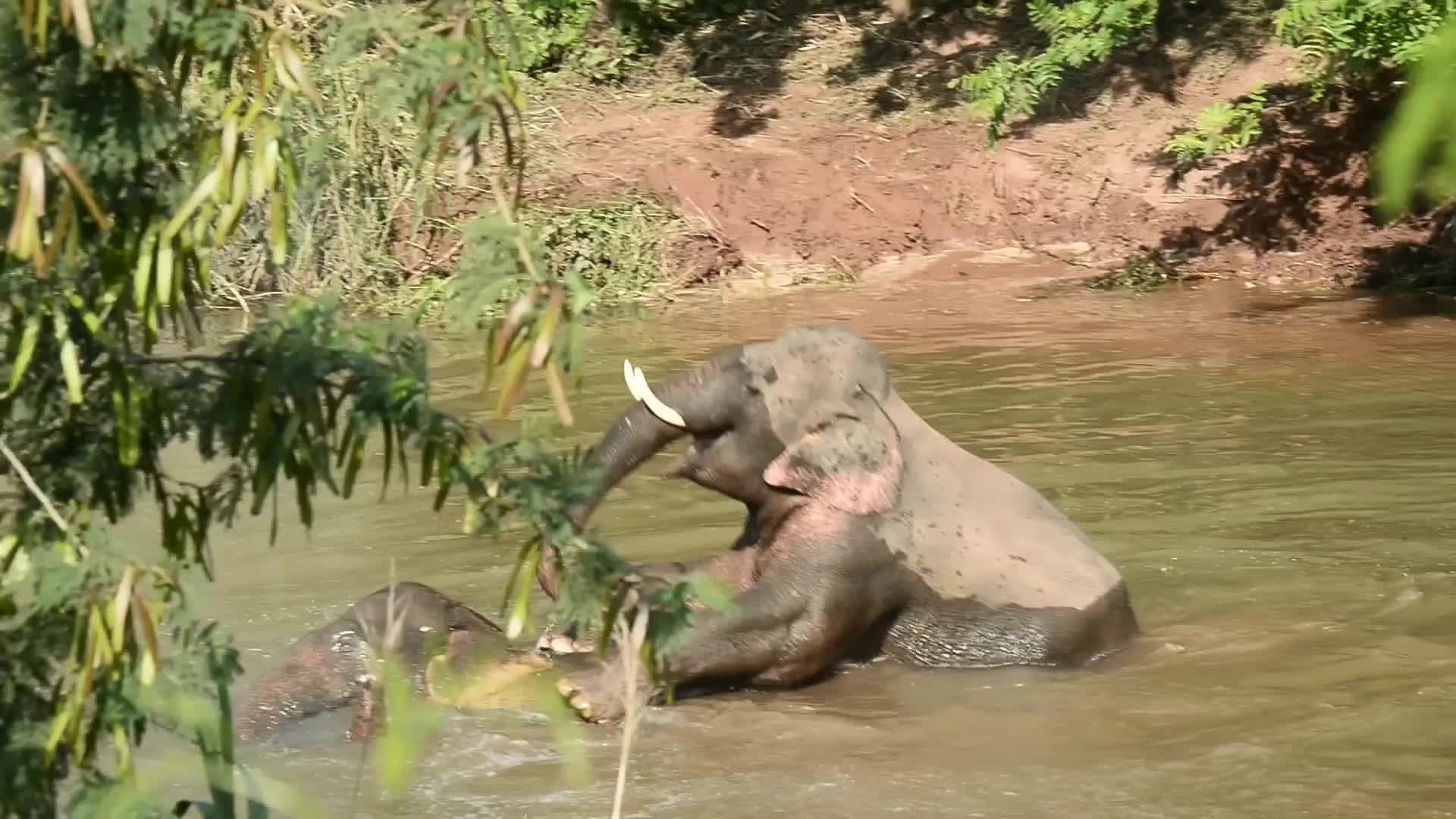 Wild Asian elephants cool themselves off in water in SW China's Yunnan