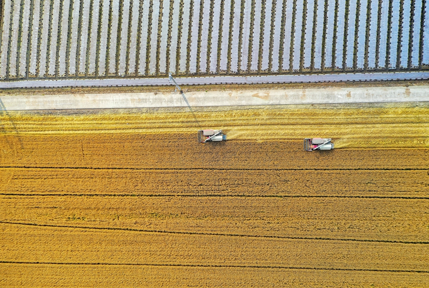 Harvesters reap wheat in Jingjiang, E China's Jiangsu Province