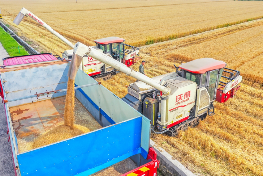 Harvesters reap wheat in Jingjiang, E China's Jiangsu Province