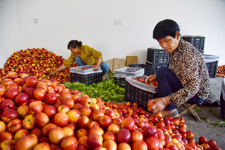 Peach harvest in Dangshan, E China's Anhui