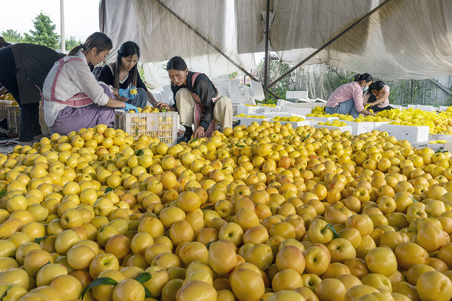 Peach harvest in Dangshan, E China's Anhui