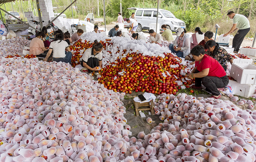 Peach harvest in Dangshan, E China's Anhui