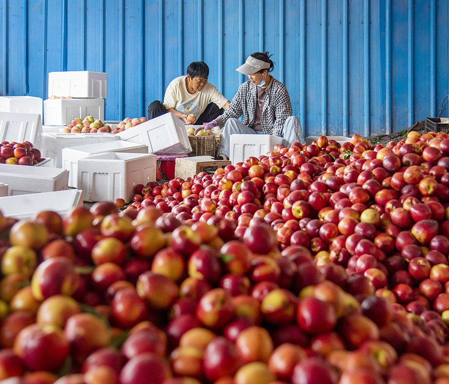 Peach harvest in Dangshan, E China's Anhui