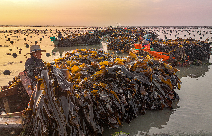 Abundant harvest celebrated at China's largest seaweed production base