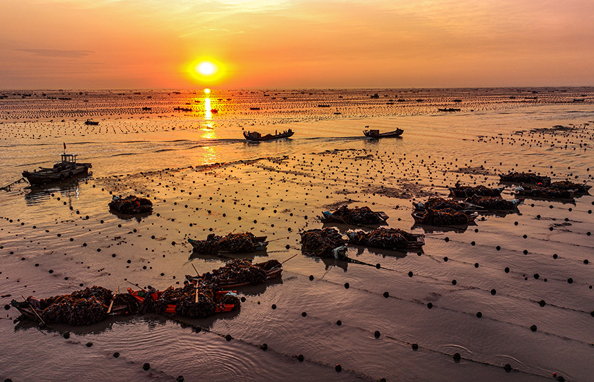 Abundant harvest celebrated at China's largest seaweed production base