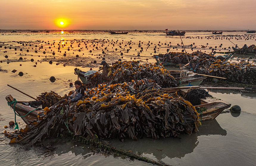 Abundant harvest celebrated at China's largest seaweed production base