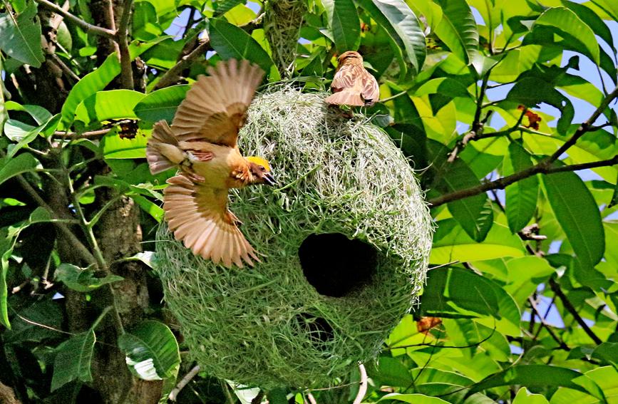 Record number of baya weaver birds reached in SW China's Menglian county