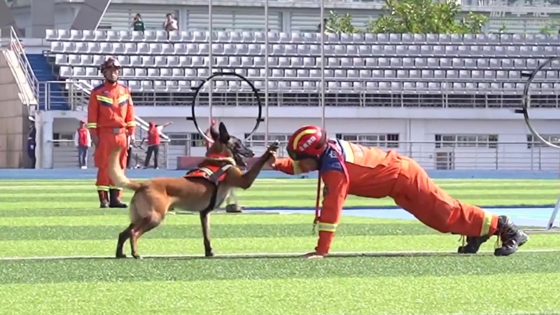 Search-and-rescue dogs show off maneuvers