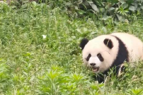 Panda cub chases butterflies