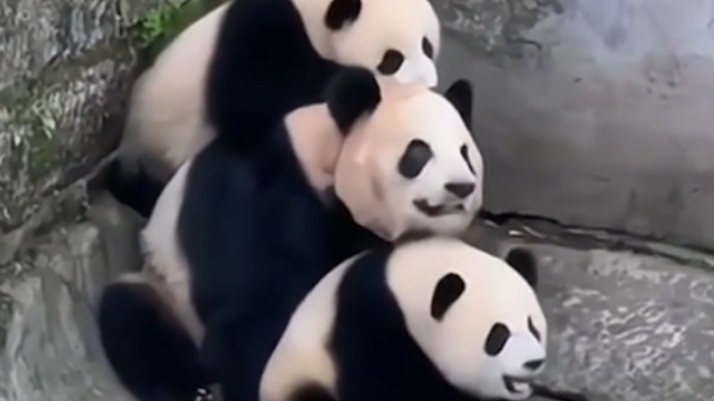 Panda pair cubs play with their mom at Chonqging Zoo