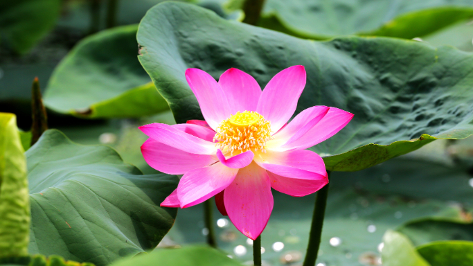 Enjoy lotus flowers as they bloom across China