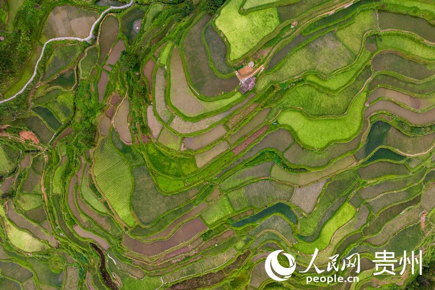 In pics: Beautiful scenery of village of Dong ethnic group in SW China's Guizhou