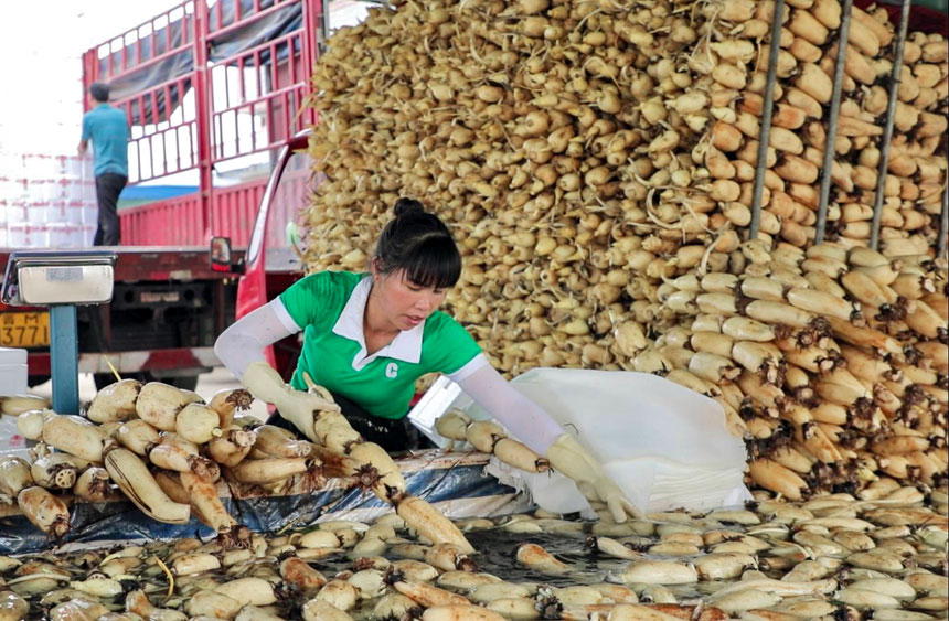 Farmers busy harvesting lotus roots in Liuzhou, S China's Guangxi