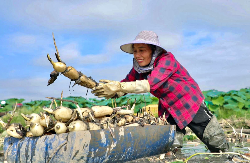 Farmers busy harvesting lotus roots in Liuzhou, S China's Guangxi