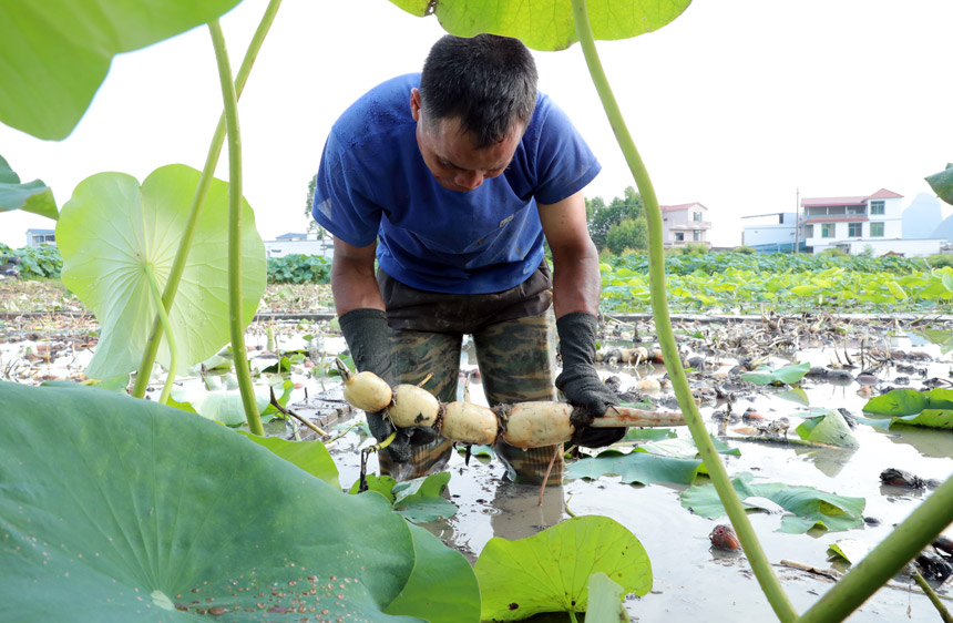 Farmers busy harvesting lotus roots in Liuzhou, S China's Guangxi