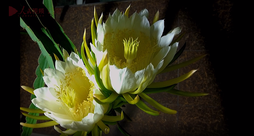 Stunning time-lapse of dragon fruit flowers blooming at night