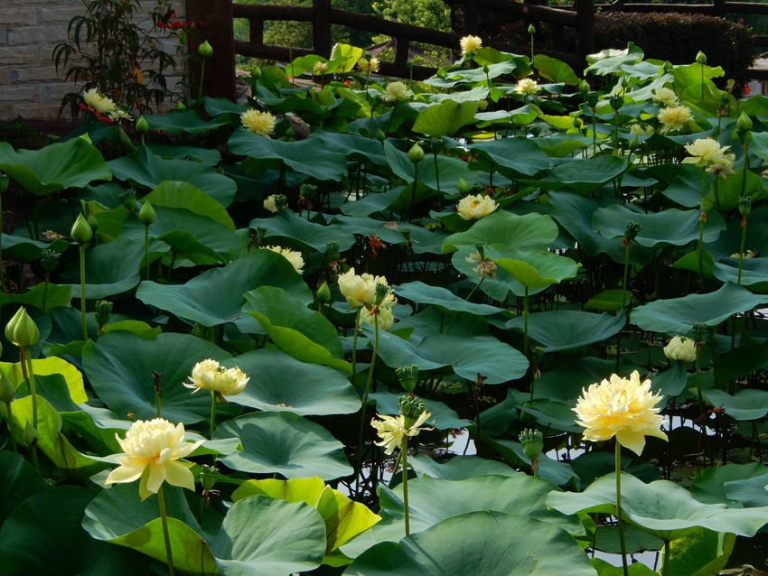 Yellow lotus flowers burst into bloom in S China's Guangzhou