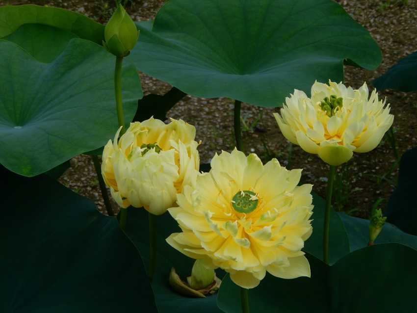 Yellow lotus flowers burst into bloom in S China's Guangzhou