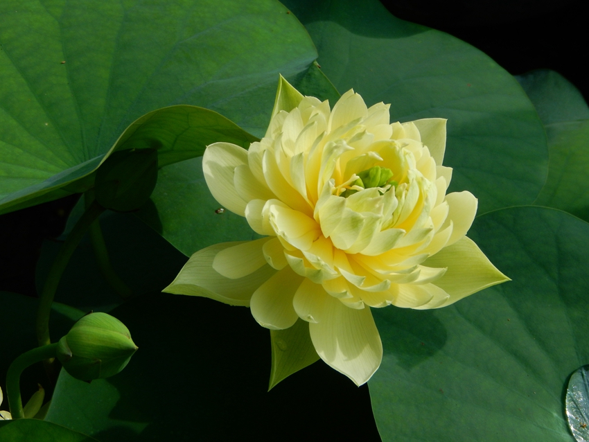 Yellow lotus flowers burst into bloom in S China's Guangzhou