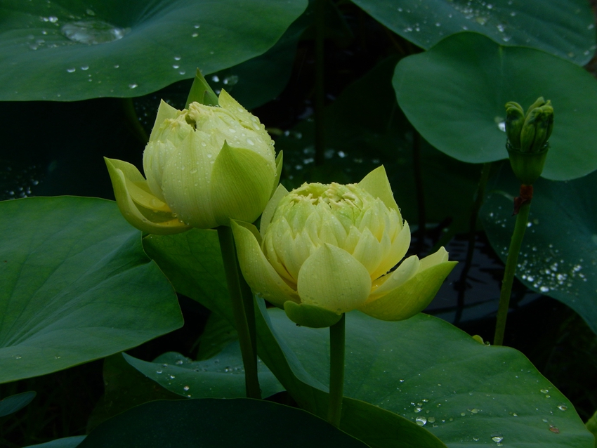 Yellow lotus flowers burst into bloom in S China's Guangzhou