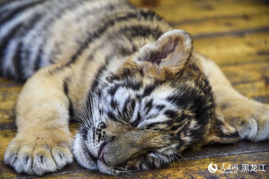 Siberian tiger cubs grow healthily in zoo in NE China's Harbin