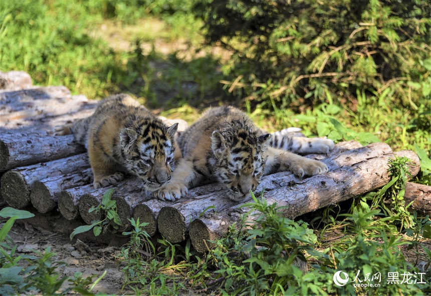 Siberian tiger cubs grow healthily in zoo in NE China's Harbin