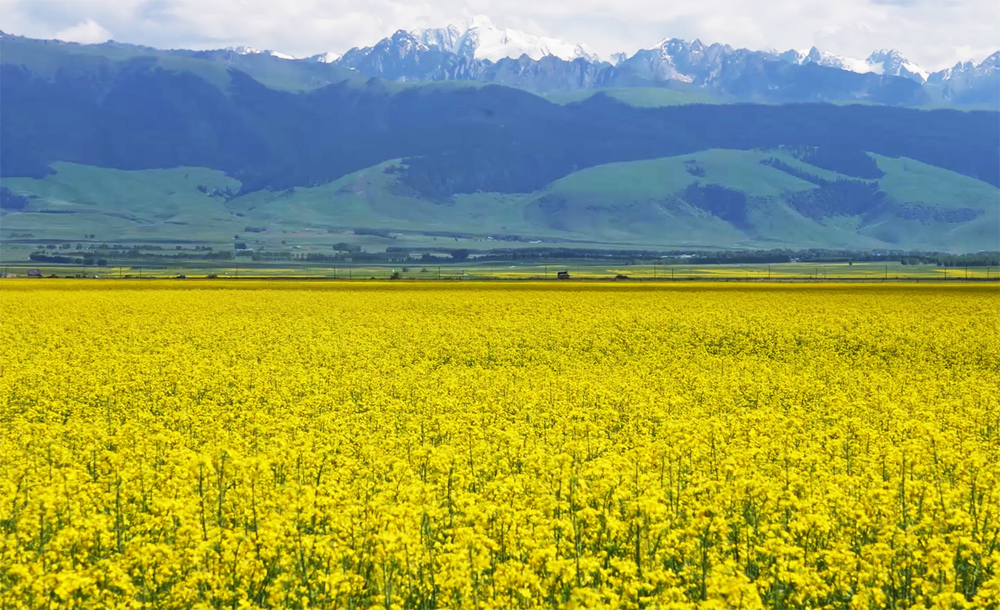 Beautiful scenery of rapeseed flowers in Zhaosu, NW China's Xinjiang