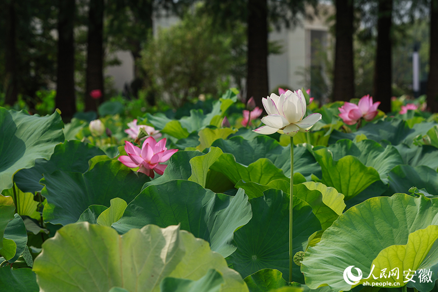 Vast tracts of lotus flowers attract visitors to township in E China's Anhui