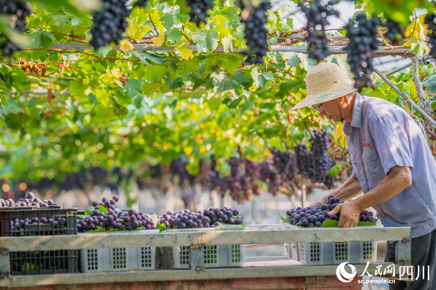 Farmers harvest grapes in SW China's Sichuan