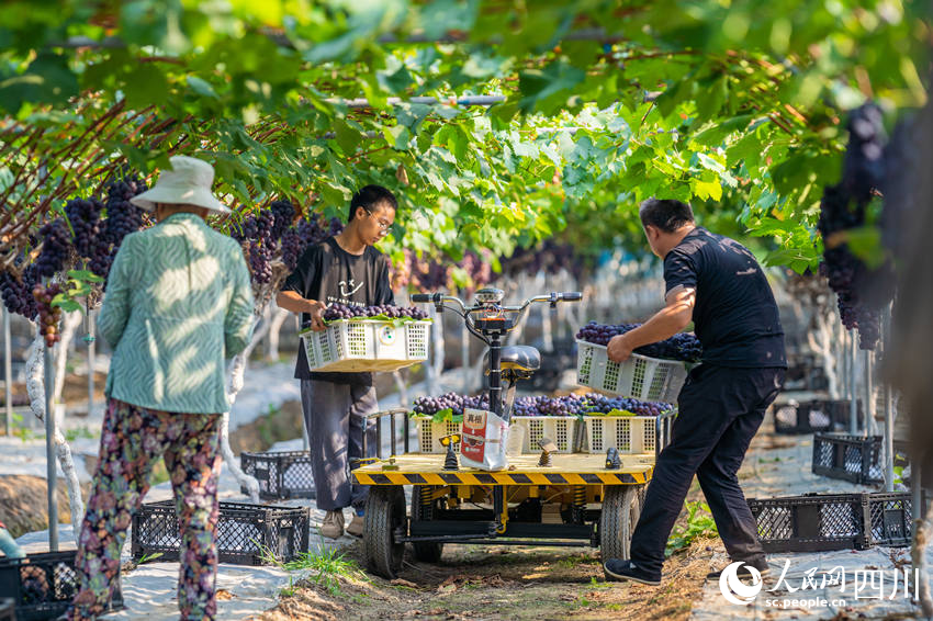 Farmers harvest grapes in SW China's Sichuan