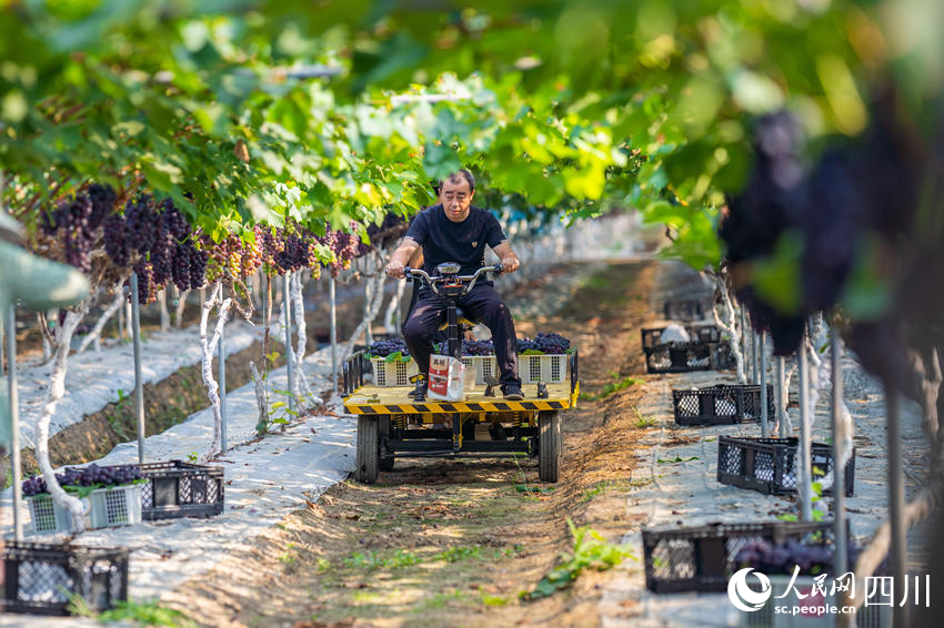 Farmers harvest grapes in SW China's Sichuan