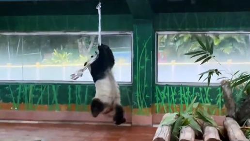 Panda yoga