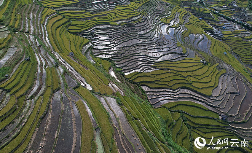 Rice ripens on terraced fields in SW China's Yunnan