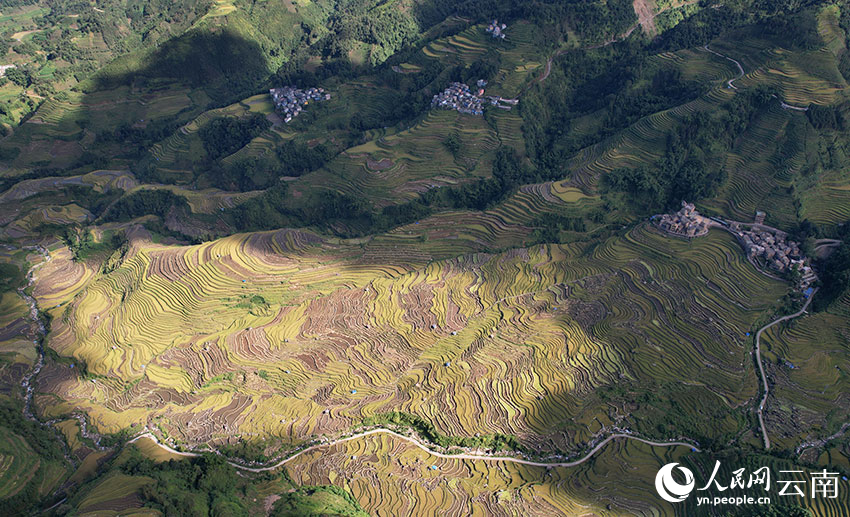 Rice ripens on terraced fields in SW China's Yunnan