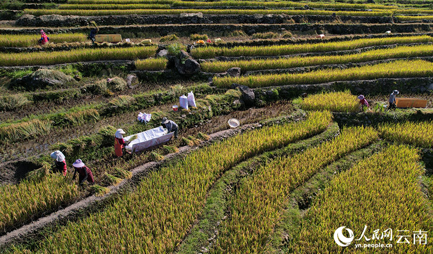 Rice ripens on terraced fields in SW China's Yunnan